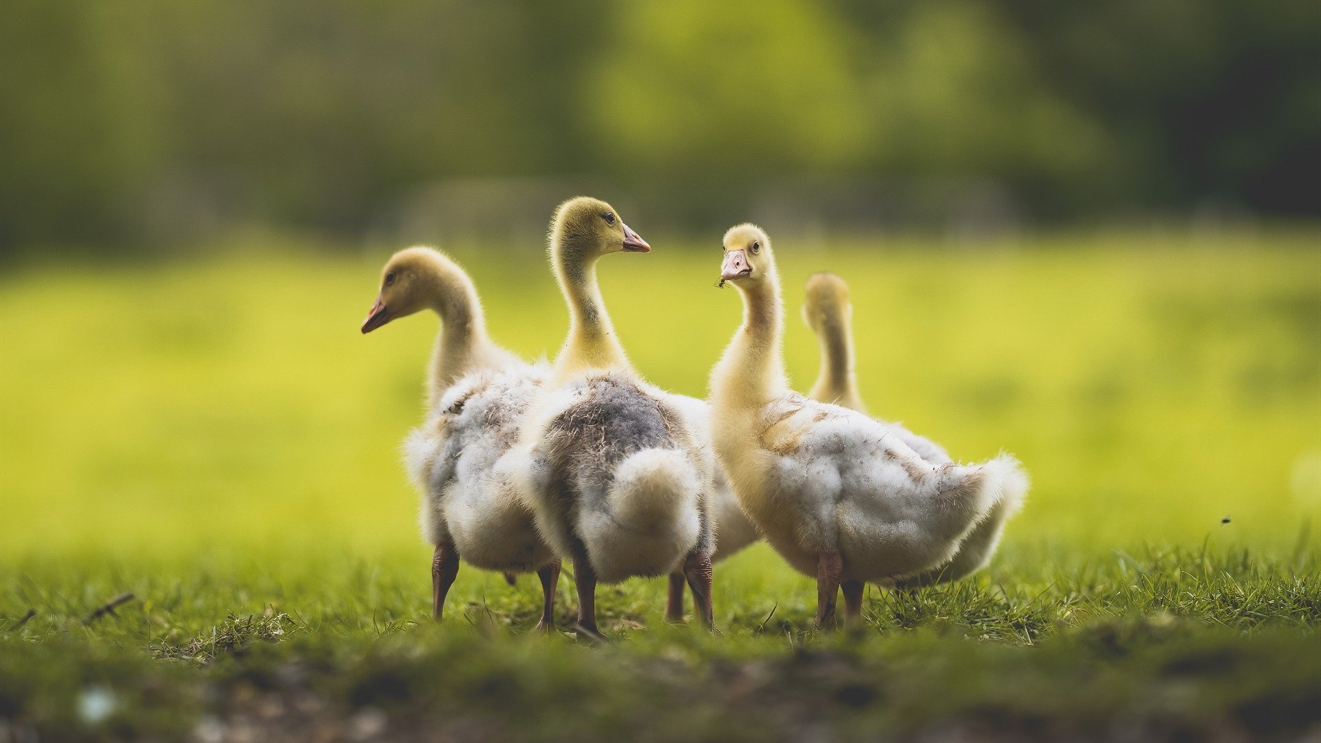 开云中国官网-全国青少年“绿色运动”创新公益赛在青海持续火热，倡导绿色出行